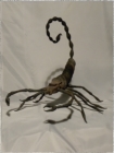 Skorpion, eigener Entwurf 